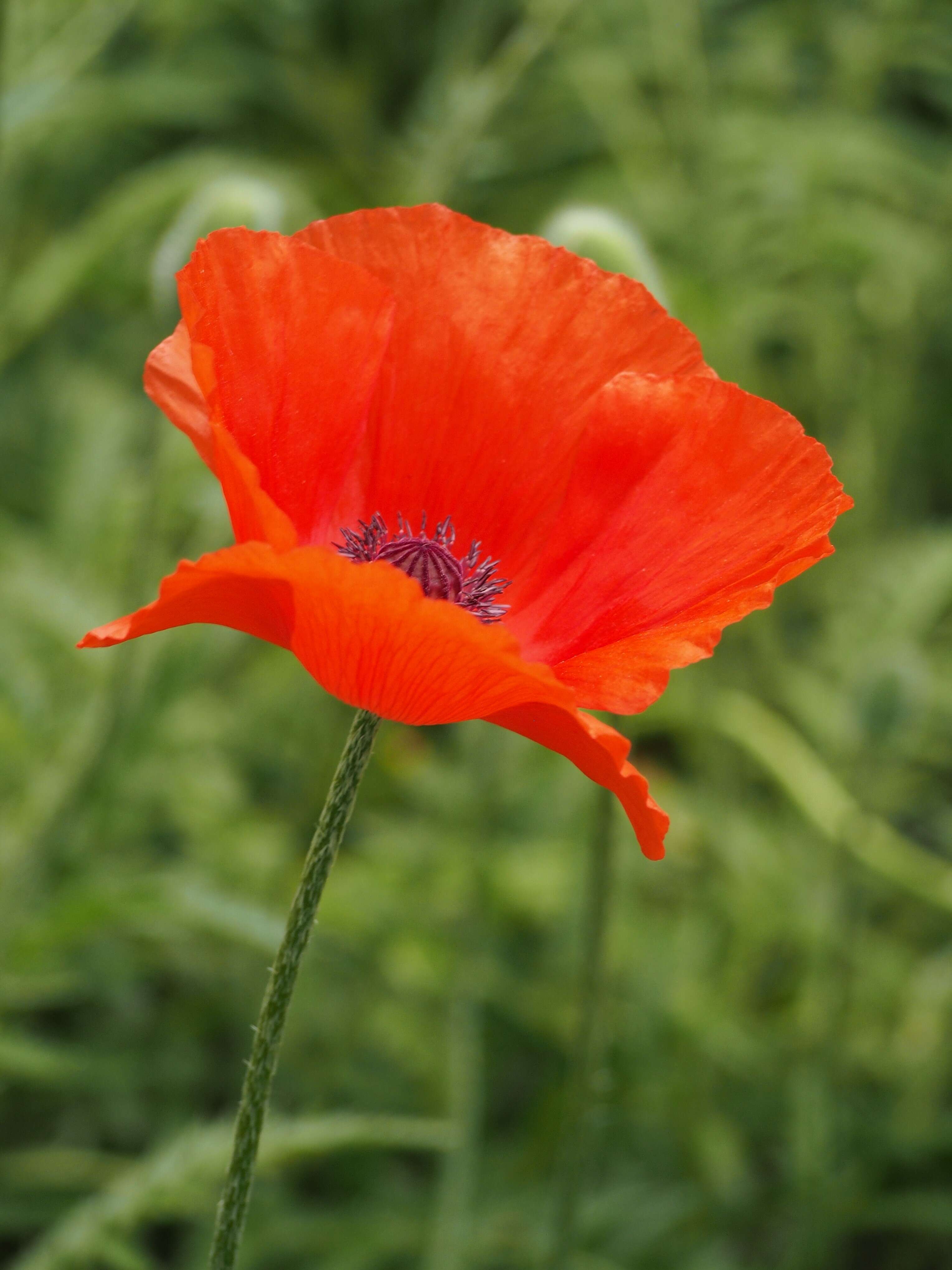 Image of Oriental poppy