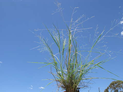 Imagem de Panicum queenslandicum Domin