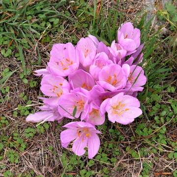 Image of colchicum