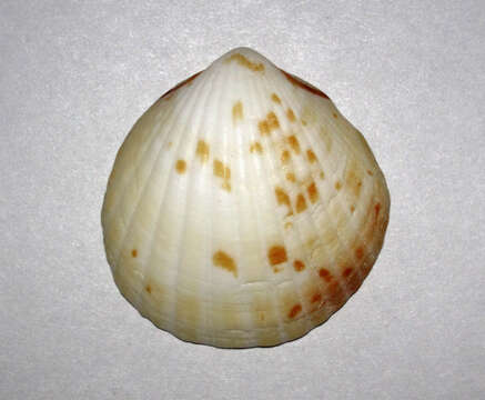 Image of Tucetona pectinata (Gmelin 1791)