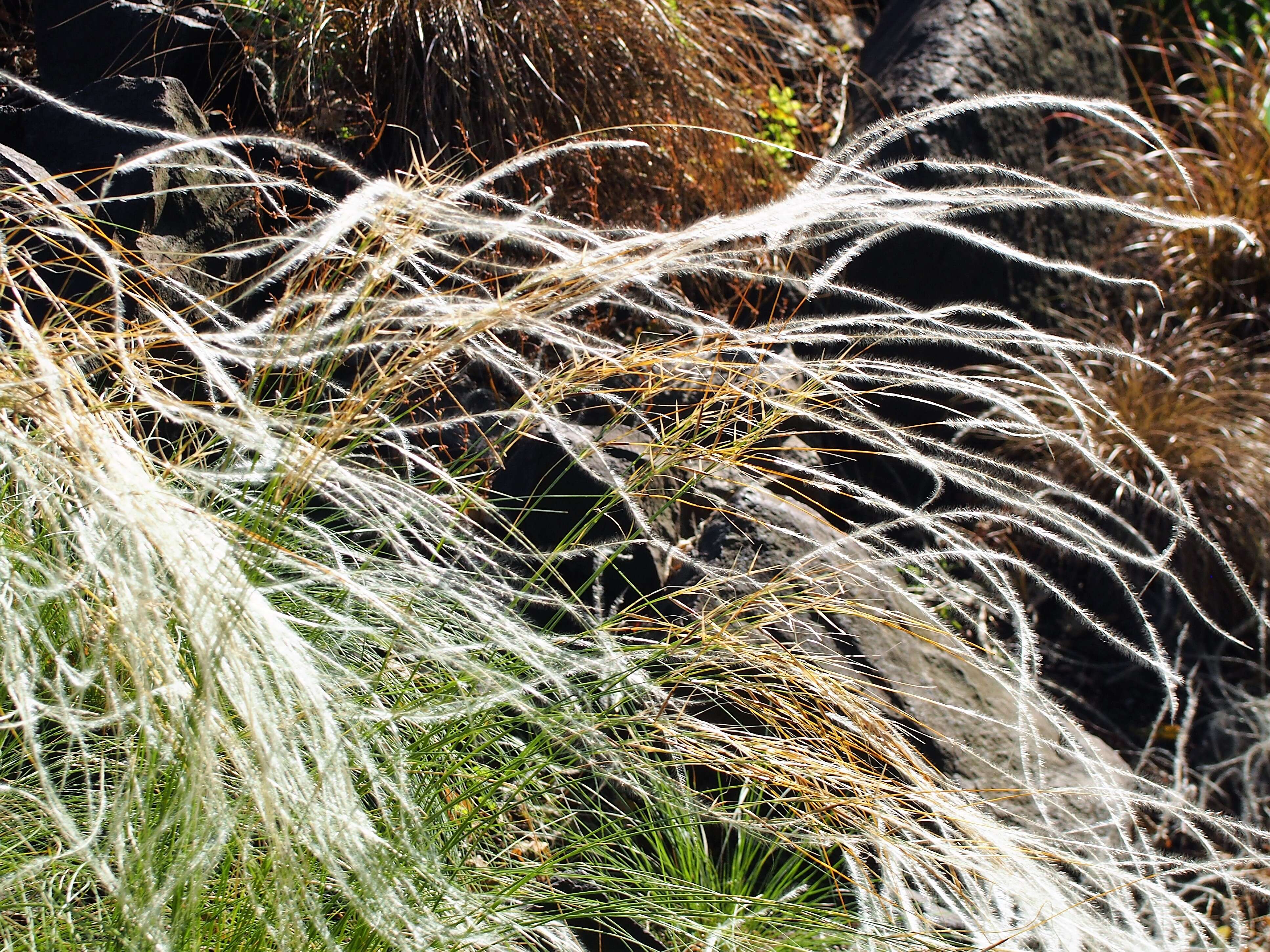 Image of Needle Grass