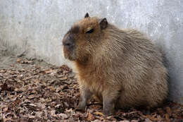 Image of Capybaras