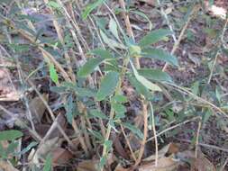 Image de Berberis lycium Royle