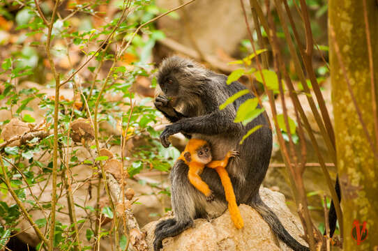 Image of Germain's langur