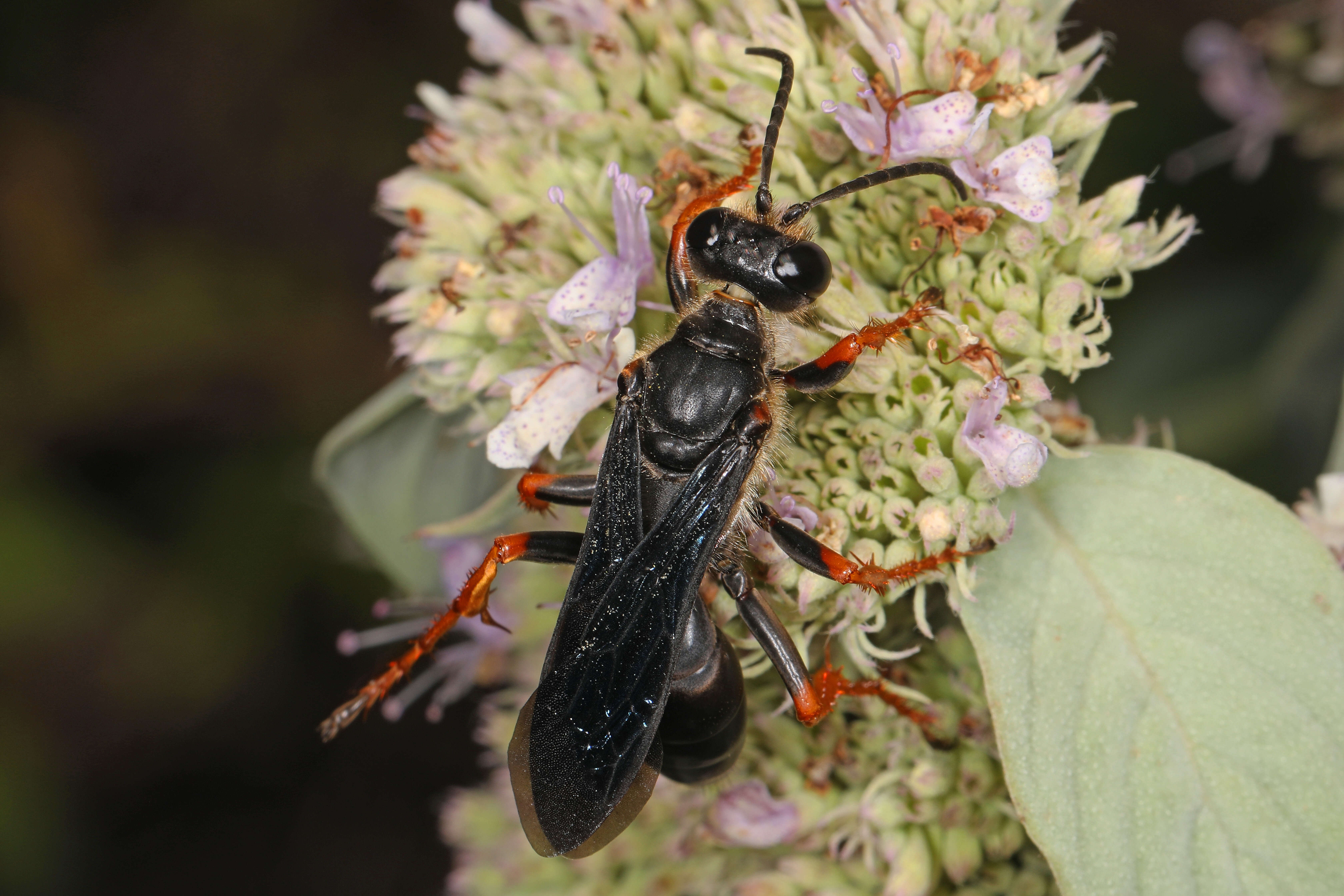 Image of Katydid Wasp