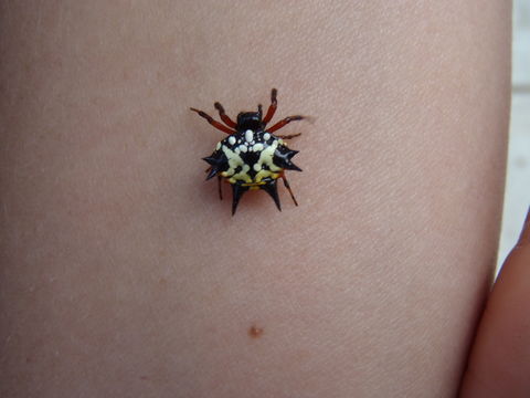 Image of Australian jewel spider