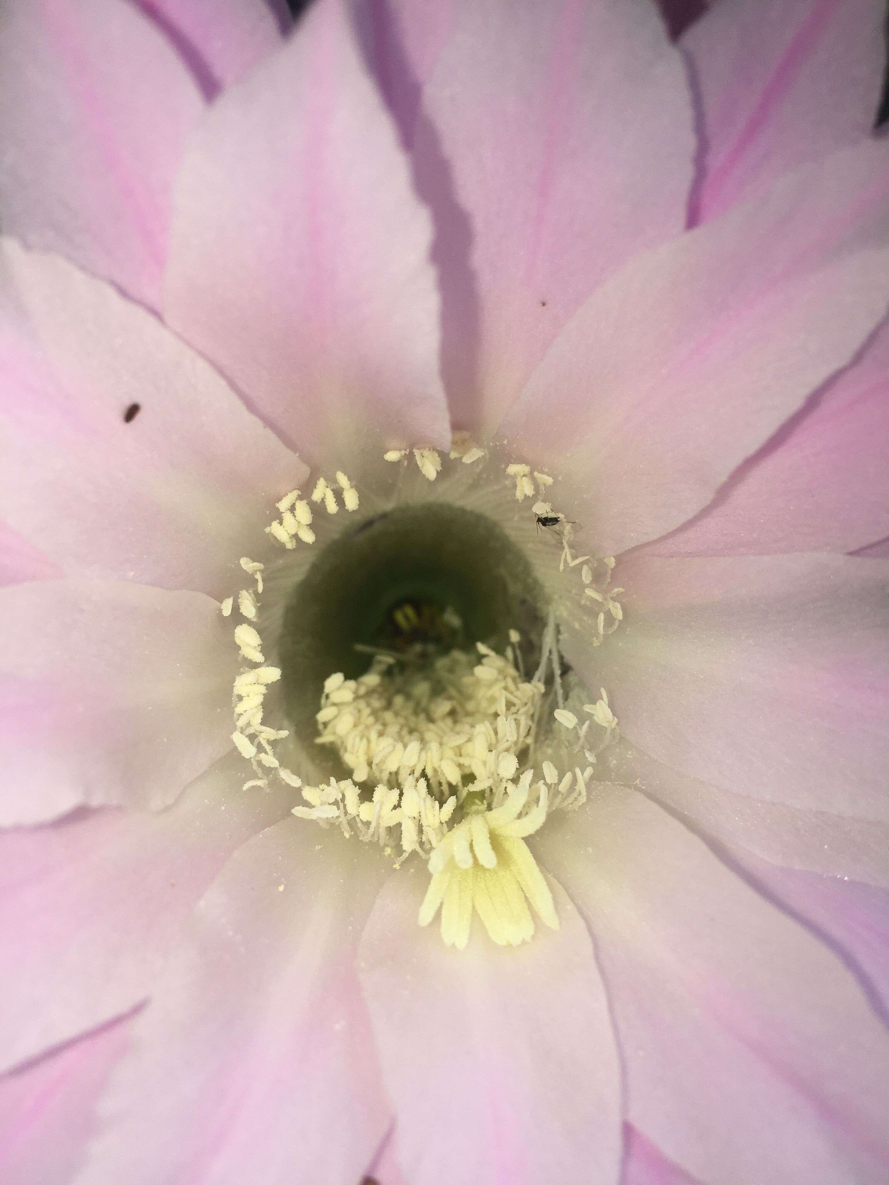 Image de Echinopsis oxygona