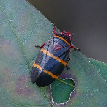 18.https www inaturalist org photos 1839439.580x360