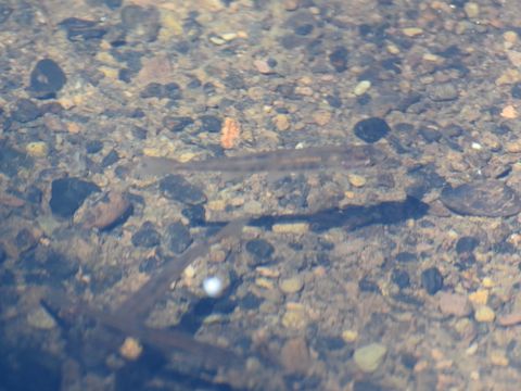 18.https www inaturalist org photos 1839629.580x360
