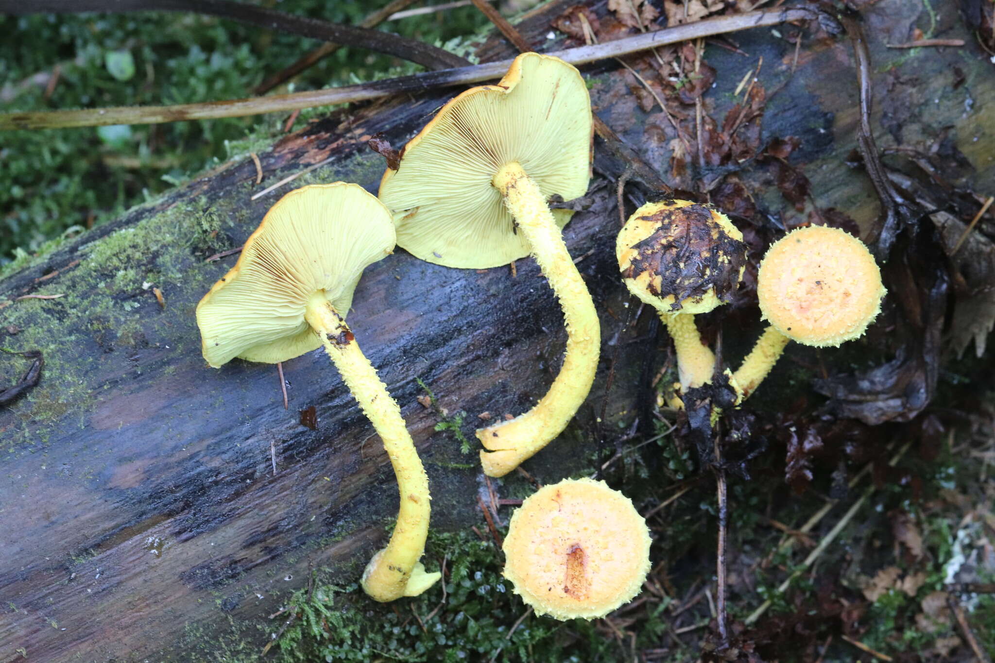 Image of Pholiota flammans (Batsch) P. Kumm. 1871