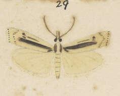 Image of Orocrambus ramosellus Doubleday 1843