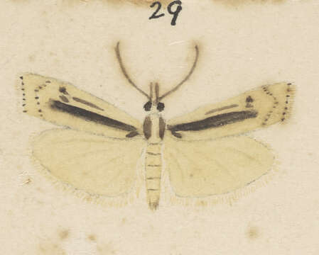 Image of Orocrambus ramosellus Doubleday 1843