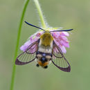 Image of Narrow-bordered bee hawk-moth