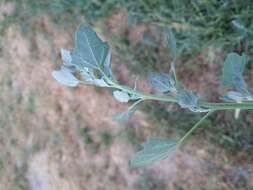 Plancia ëd Chenopodium opulifolium Schrader