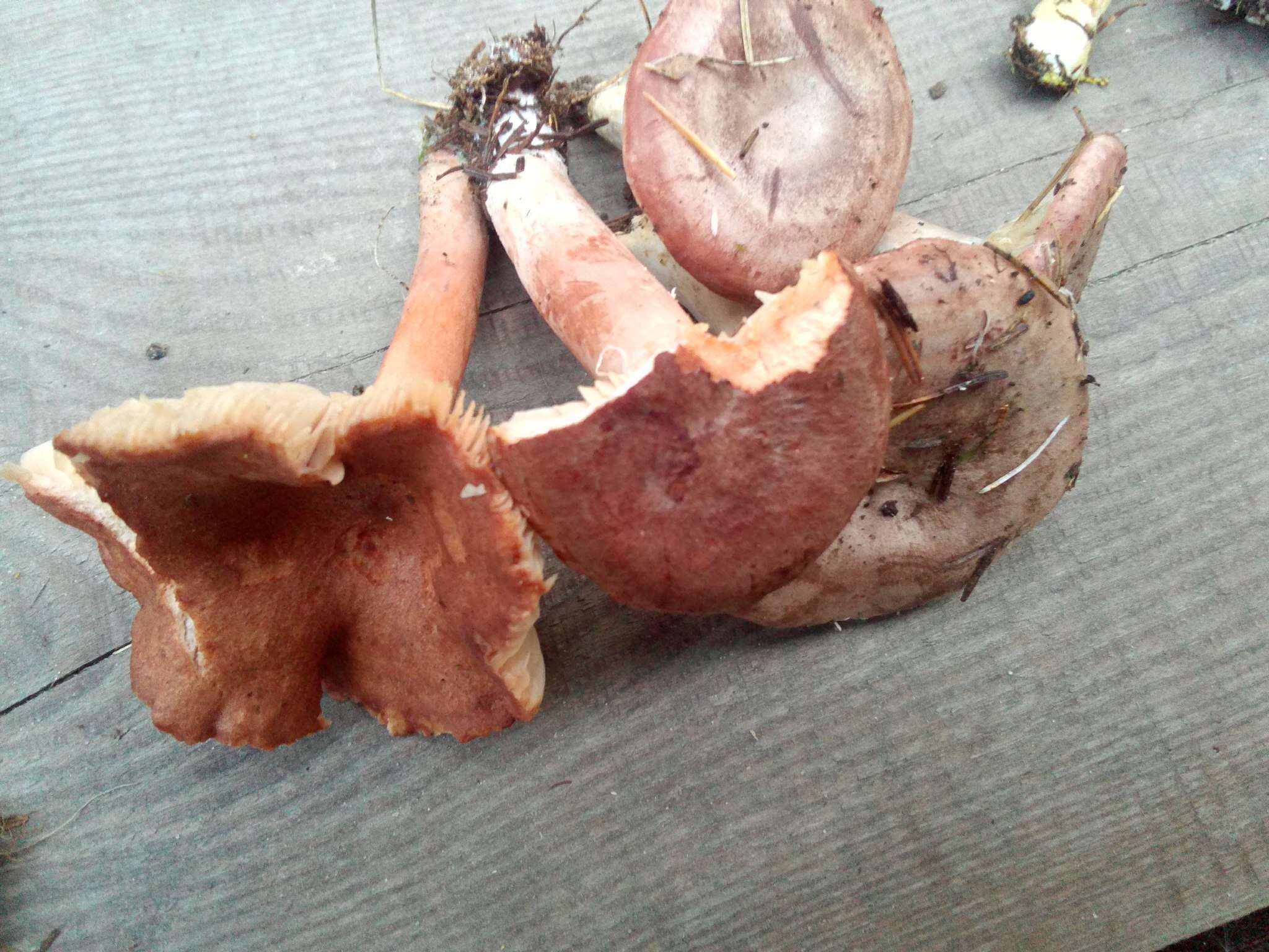 Image of Rufous Milkcap