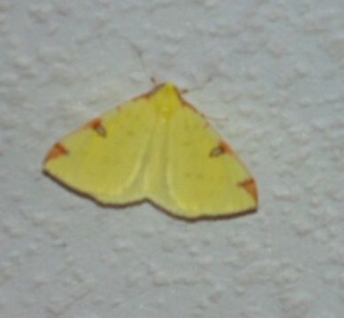 18.https www inaturalist org photos 1840589.580x360