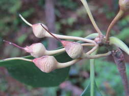 Imagem de Palaquium ellipticum (Dalzell) Baill.