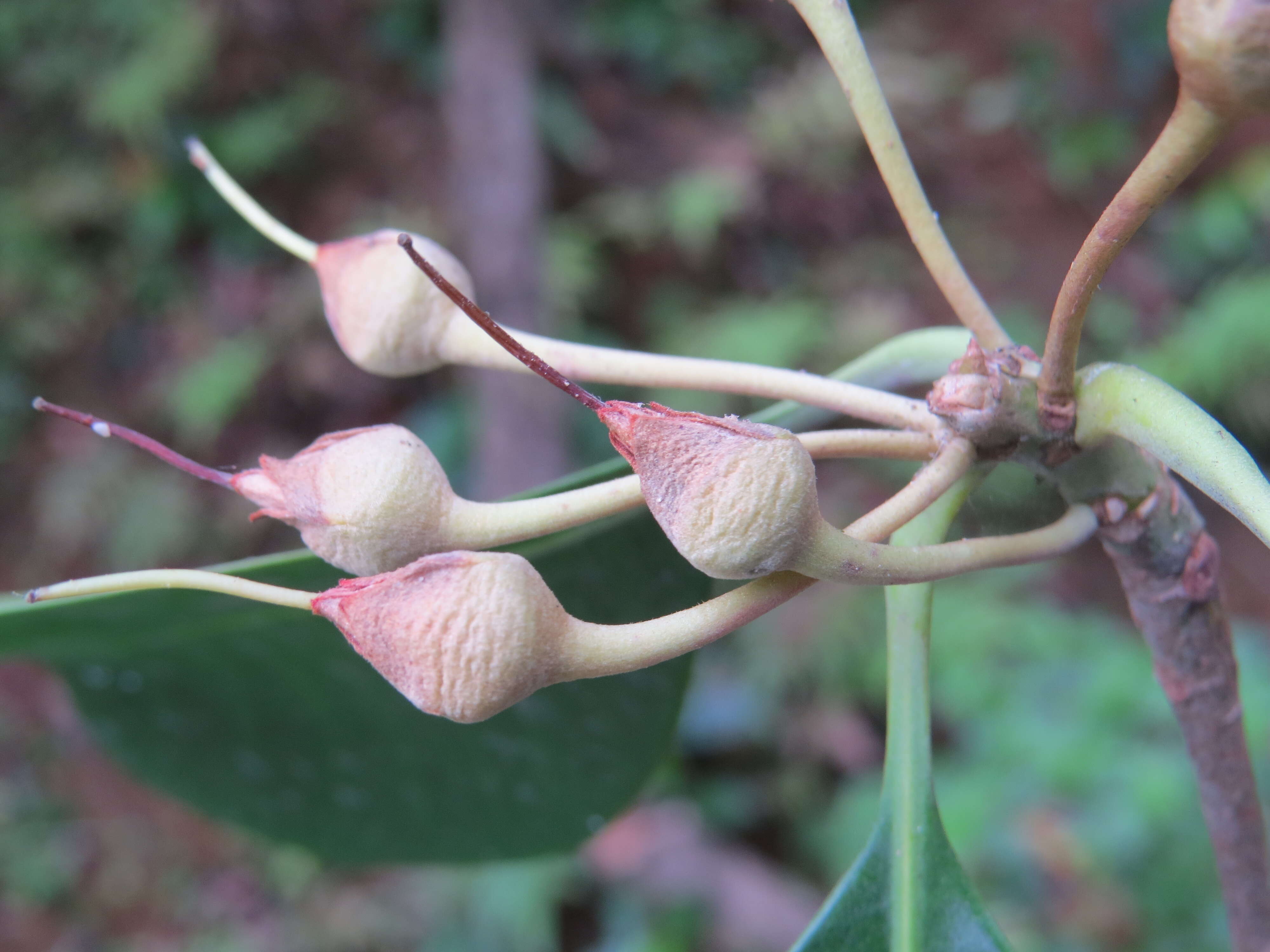 Imagem de Palaquium ellipticum (Dalzell) Baill.