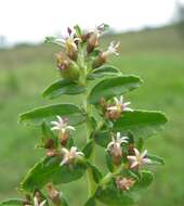 Image of Lobelia concolor R. Br.