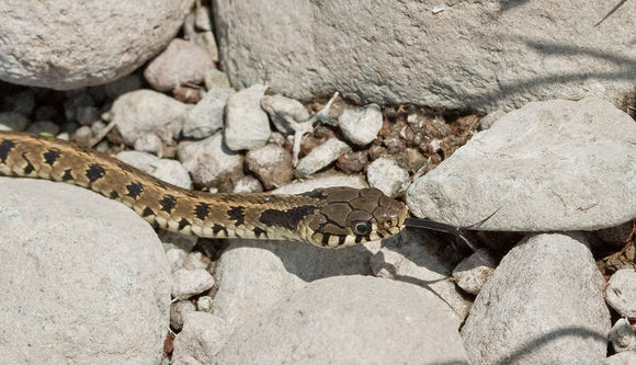 Image of <i>Natrix natrix persa</i> (Pallas 1814)