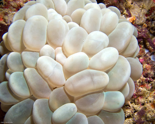 Image of Bubble coral