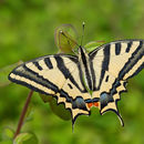 Image of Papilio alexanor Esper 1800