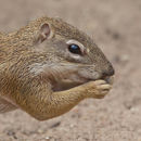 Image of Geoffroy's Ground Squirrel