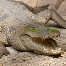 Image of West African crocodile