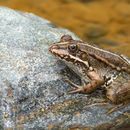 Image of Levant Green Frog