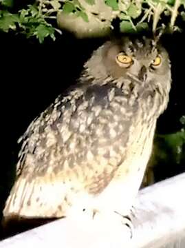 Image of Eurasian Eagle Owl