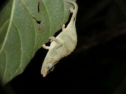 Image of Marshall's African Leaf Chameleon