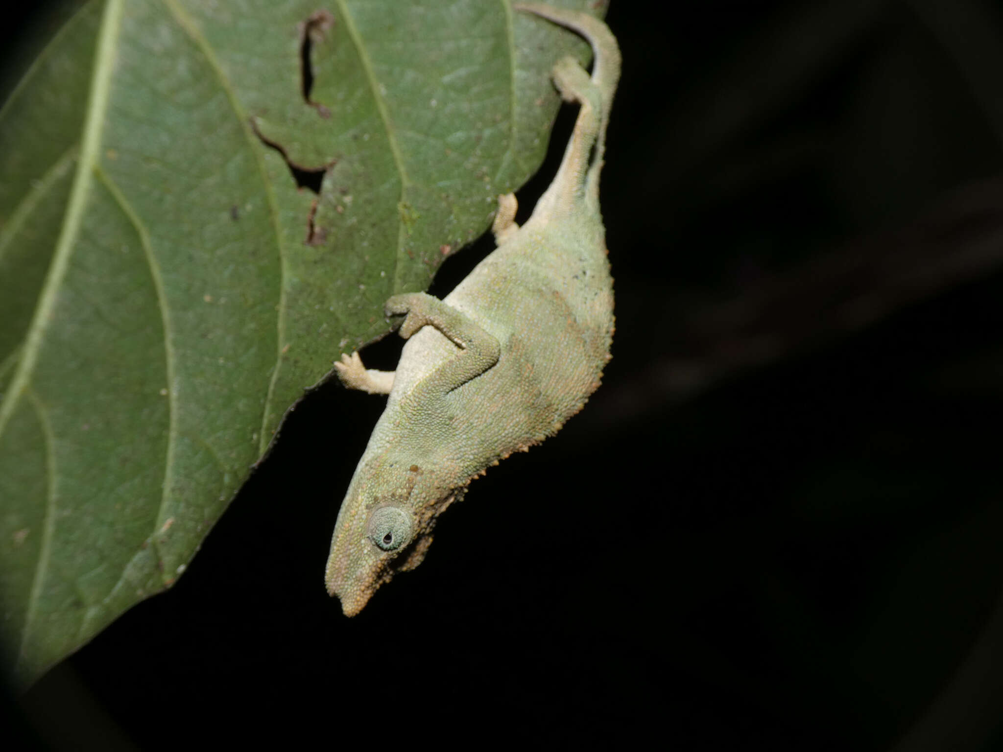 Image of Marshall's African Leaf Chameleon