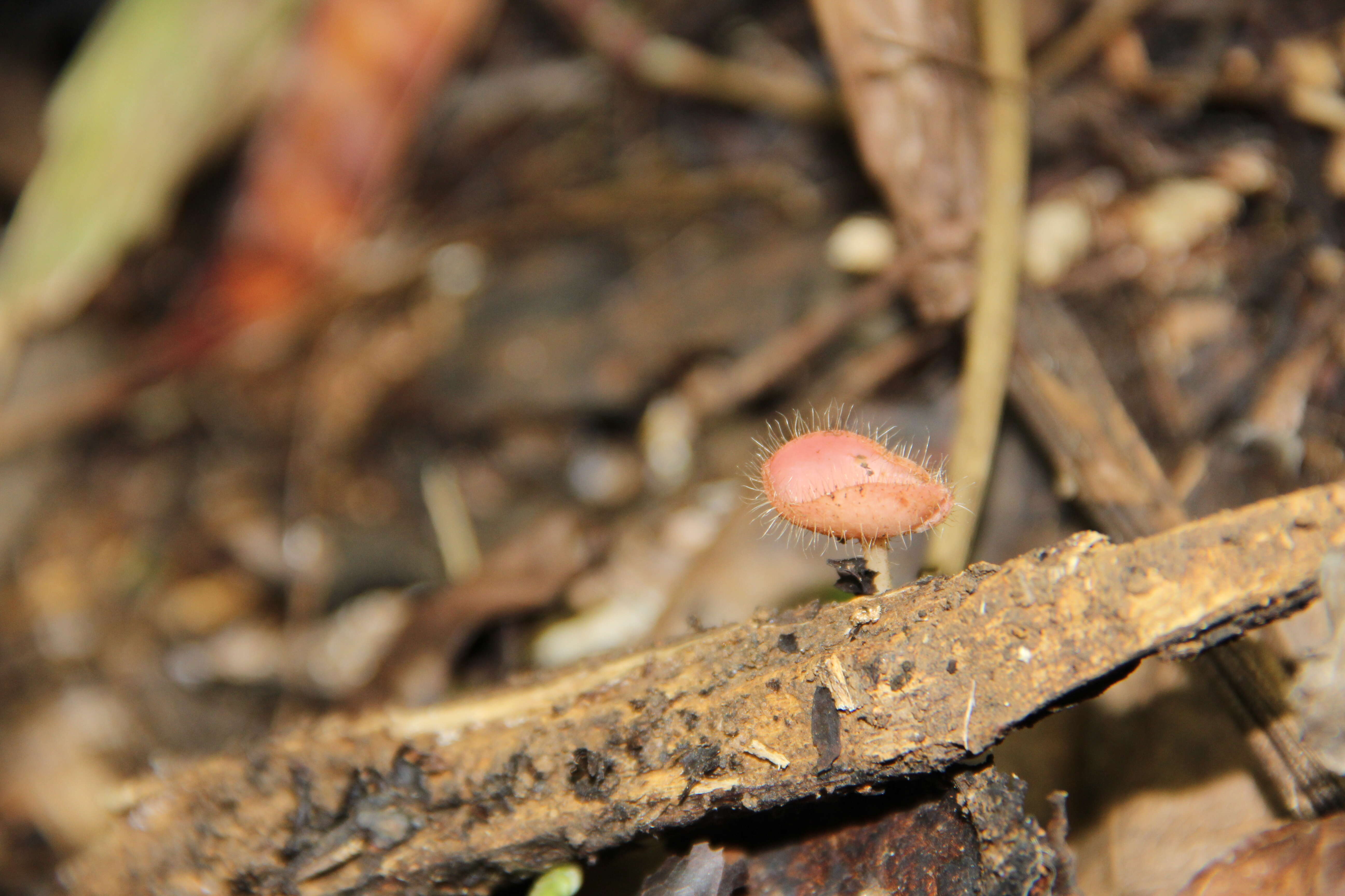 Image of Cookeina tricholoma (Mont.) Kuntze 1891