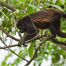 Image of Ecuadorian Mantled Howling Monkey