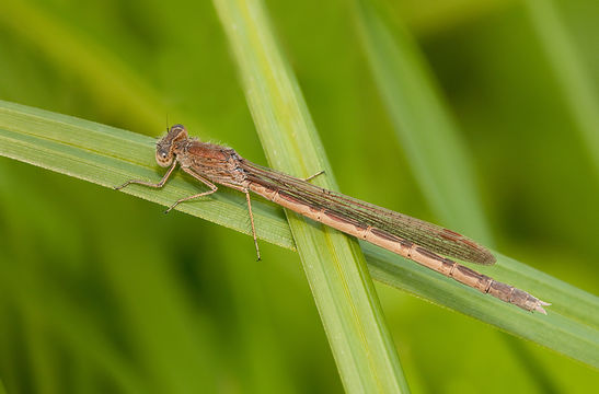 18.https www inaturalist org photos 1844532.580x360