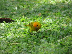 Image of Sicalis flaveola (Linnaeus 1766)