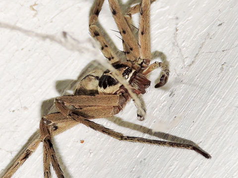 18.https www inaturalist org photos 1845546.580x360
