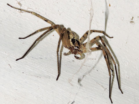 18.https www inaturalist org photos 1845547.580x360
