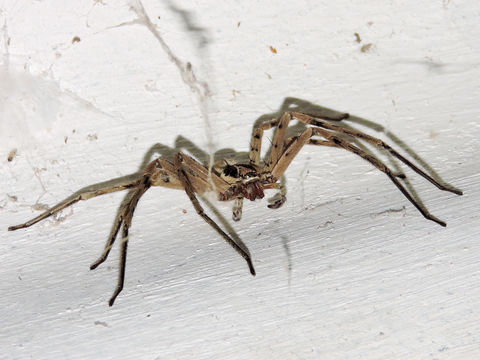 18.https www inaturalist org photos 1845548.580x360