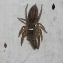 Image of <i>Maevia poultoni</i>