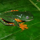Image of Splendid Leaf Frog