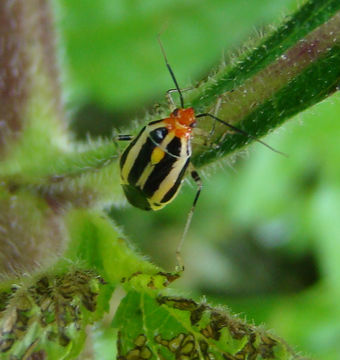 Image of Four-lined Plant Bug
