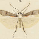 Image of Kiwaia heterospora Meyrick 1924