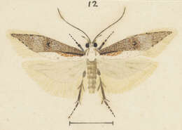 Image of Kiwaia heterospora Meyrick 1924