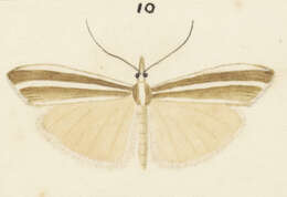 Image of Orocrambus isochytus Meyrick 1888
