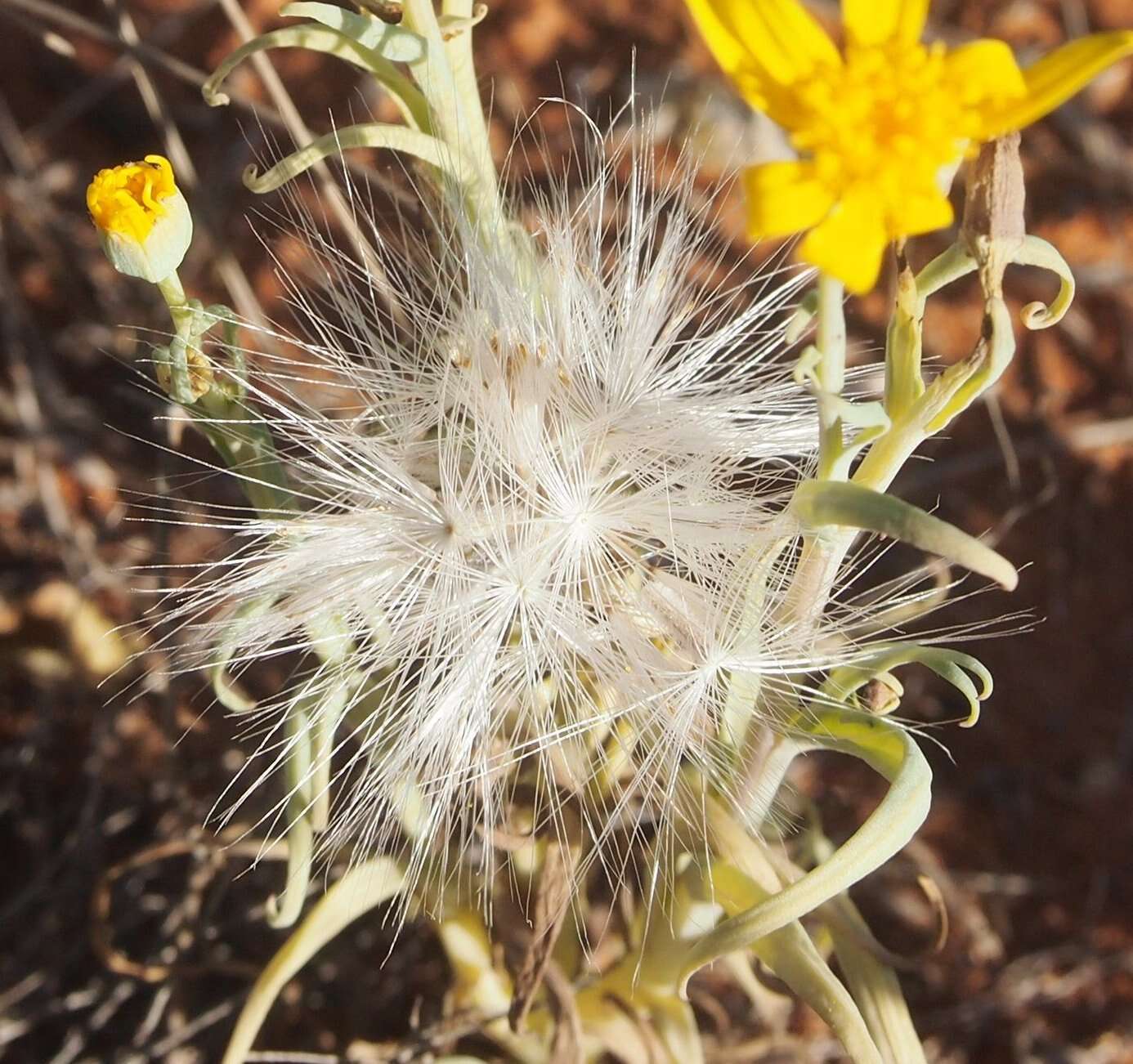 Senecio gregorii的圖片