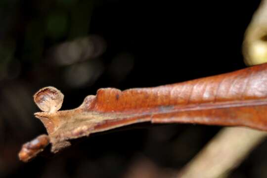 Image of Campnosperma auriculatum (Bl.) Hook. fil.