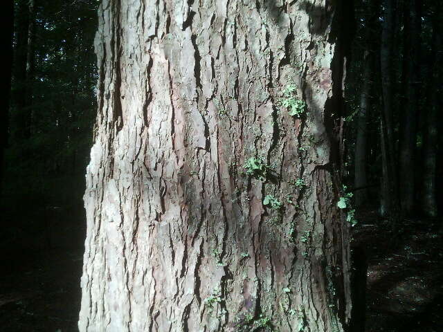 Image of western hemlock