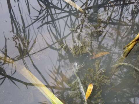 Image de Cératophylle Submergé