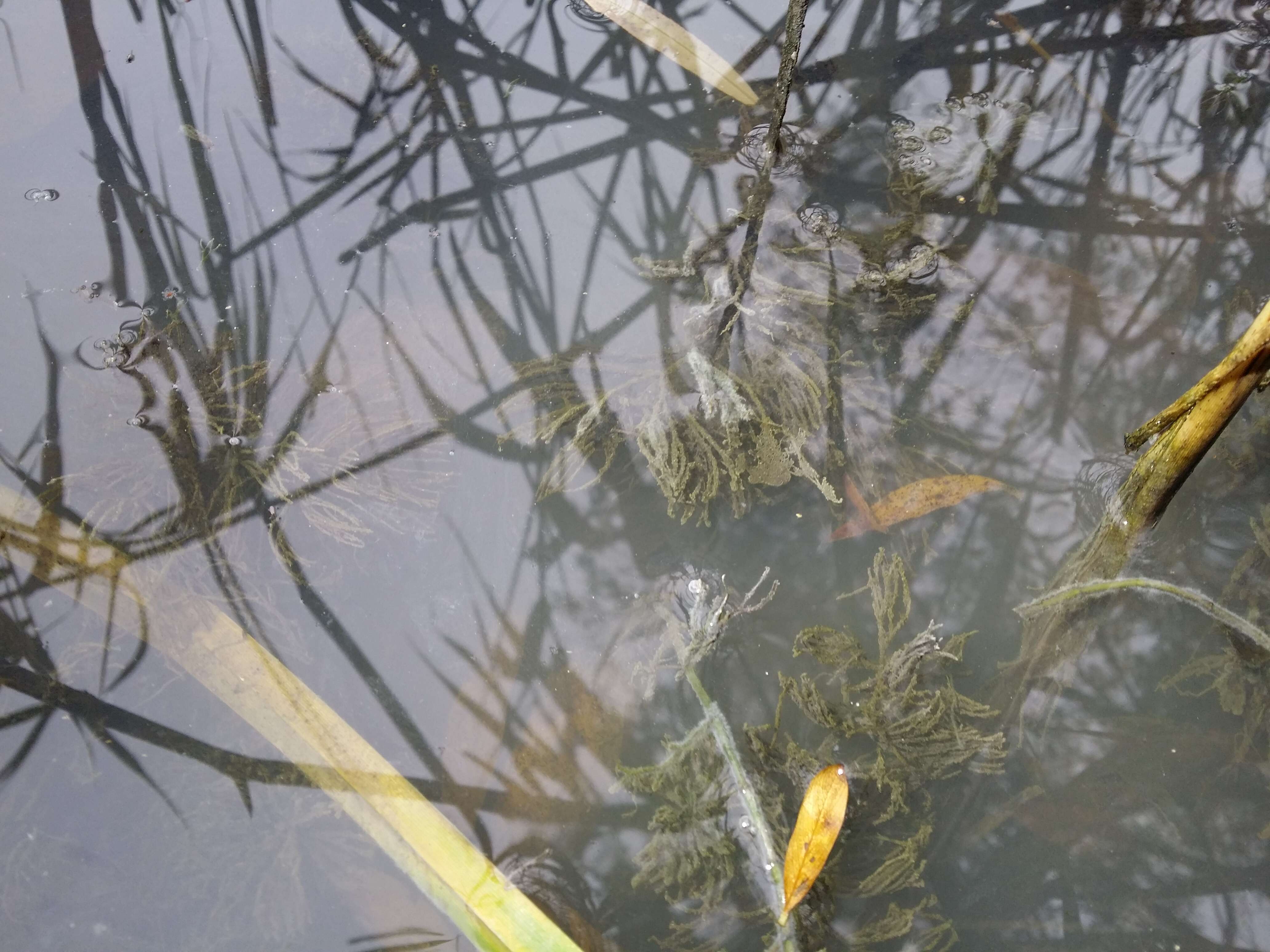 Image of Soft Hornwort